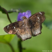 Caprona ransonnettii Felder, 1868